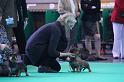 Crufts_dachshunds 115